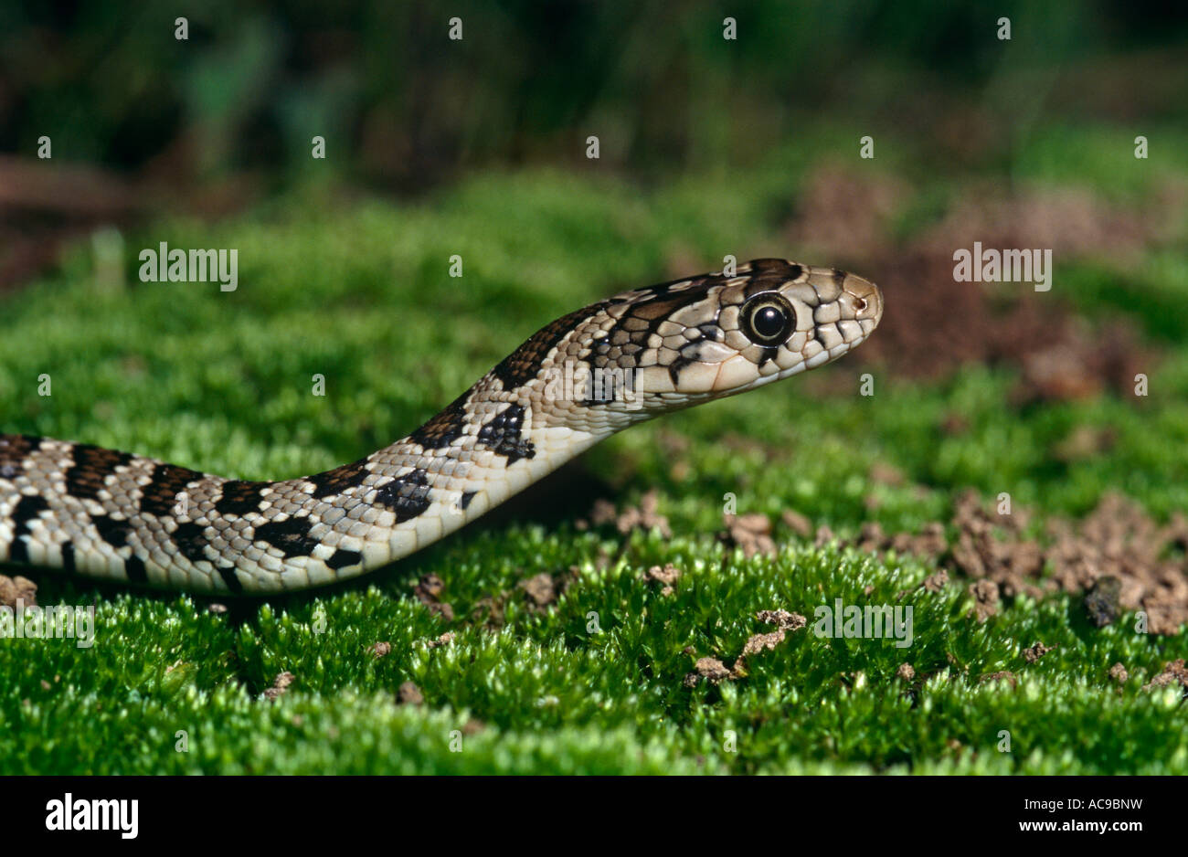 Horseshoe whip snake head profile Coluber hippocrepis Spain Stock Photo