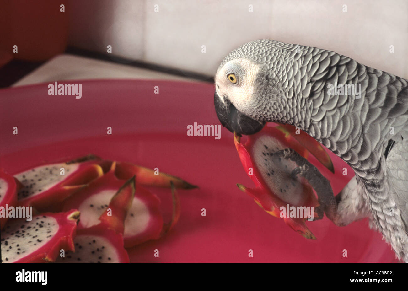 African Grey parrot eating a slice of dragon fruit Stock Photo Alamy