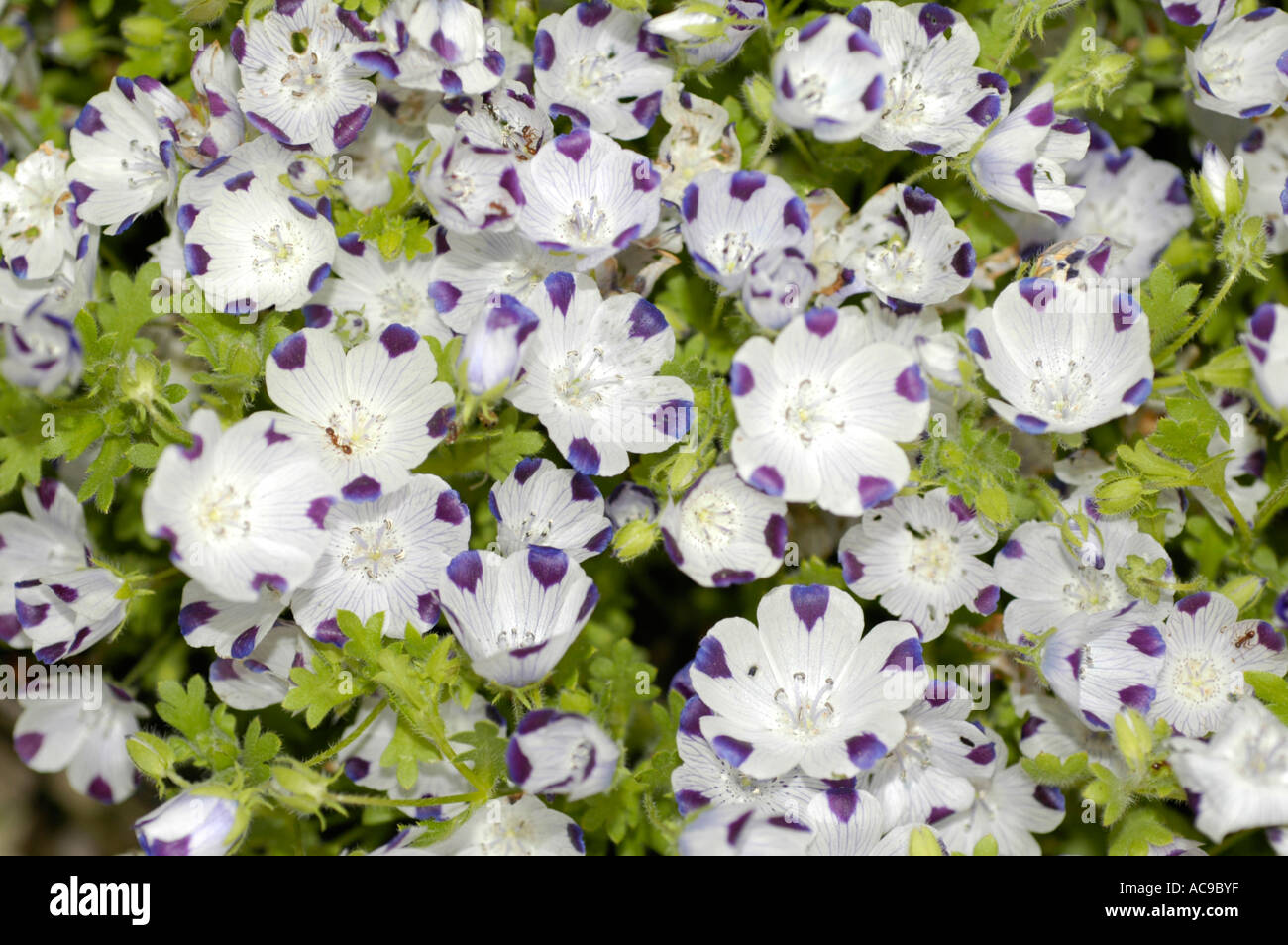 carpet of violet and white flowers of Hydrophyllaceae Nemophila maculata Benth Northern America Stock Photo