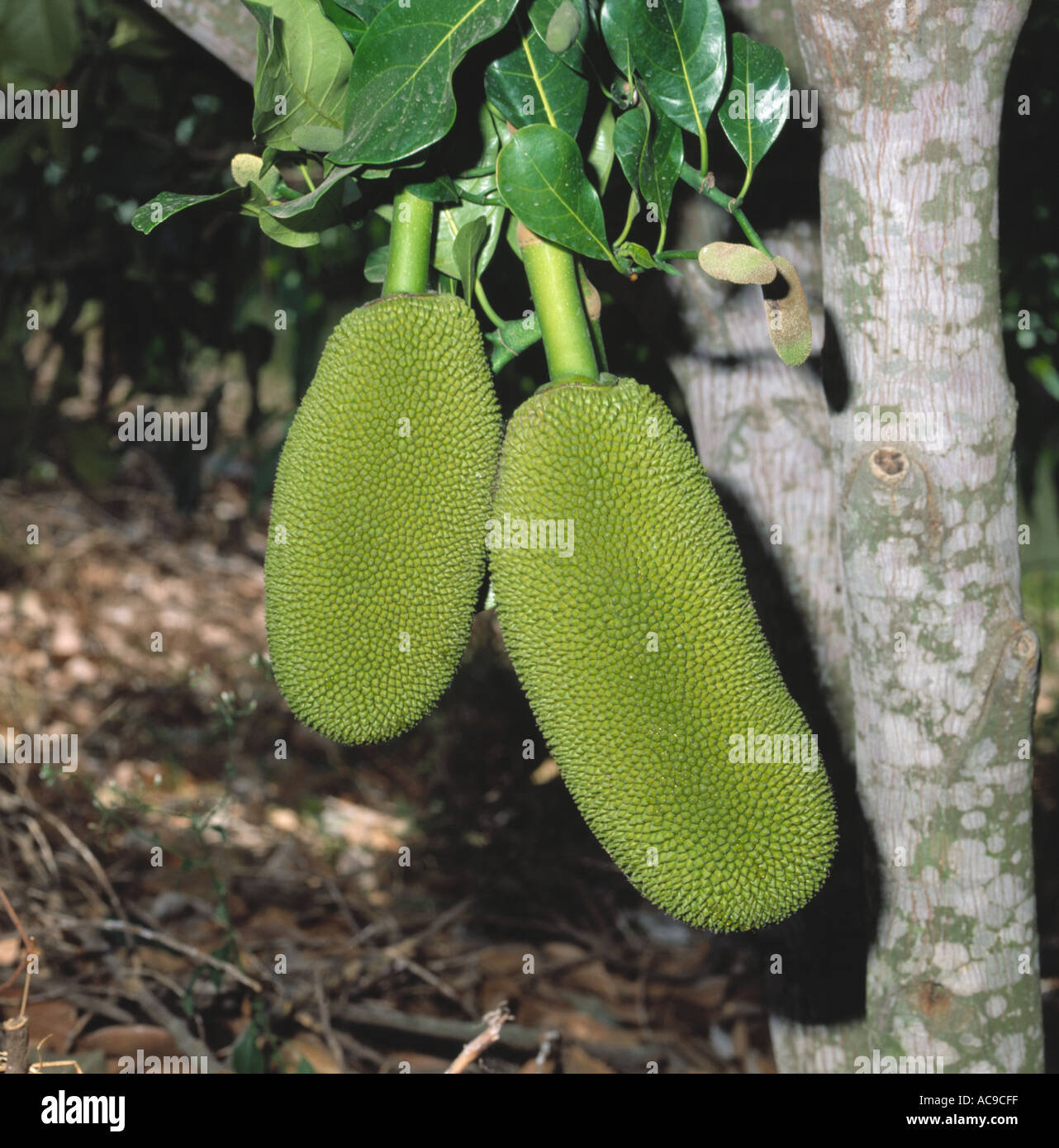 Jack fruit Artocarpus heterophyllus mature fruits on the tree Thailand Stock Photo
