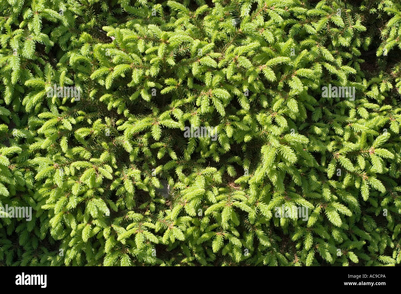 Spruce Pinaceae Picea abies Procumbens Stock Photo