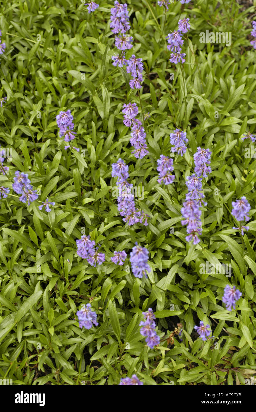 Blue flowers of Small flowered Penstemon Scrophulariaceae Penstemon procerus Douglas USA Stock Photo