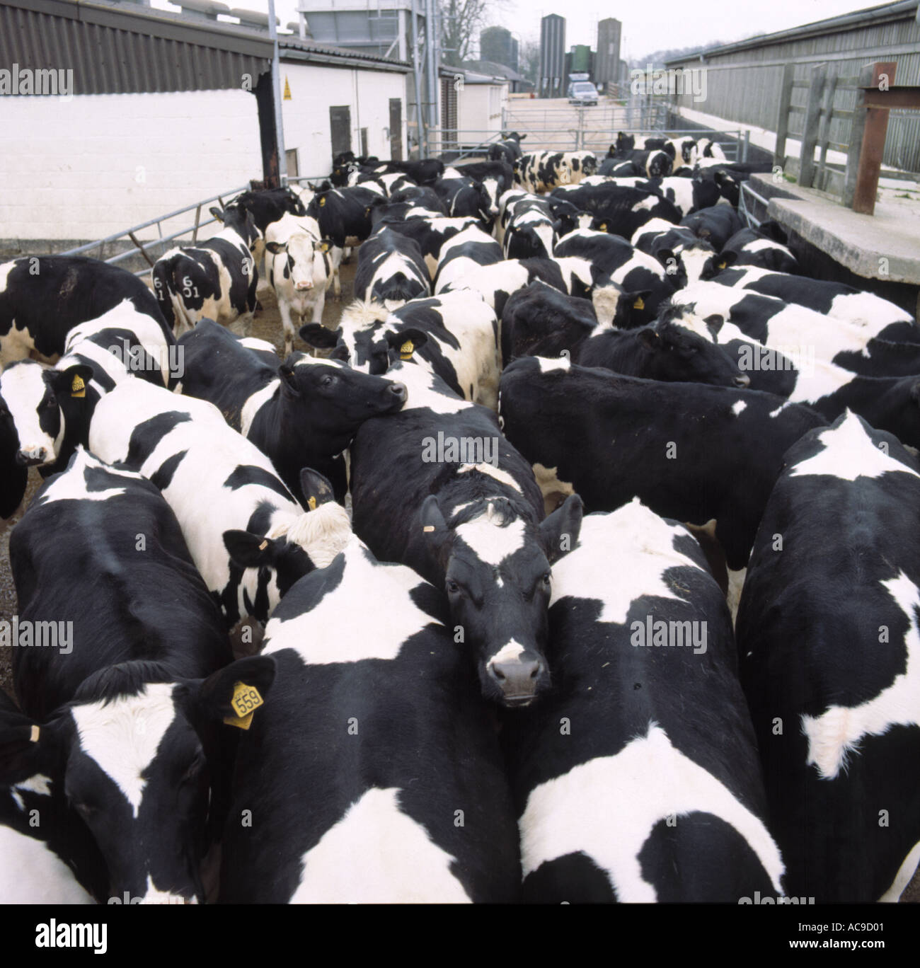 Holstein Friesian cows in the farm yard before being milked Stock Photo ...