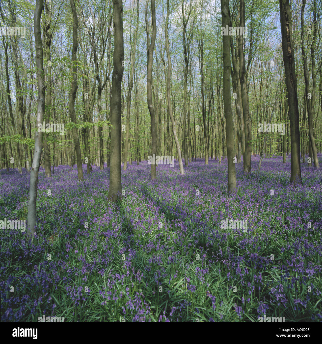 A young beech bluebell wood Hyacinthoides non scripta in full flower in spring Hampshire Stock Photo