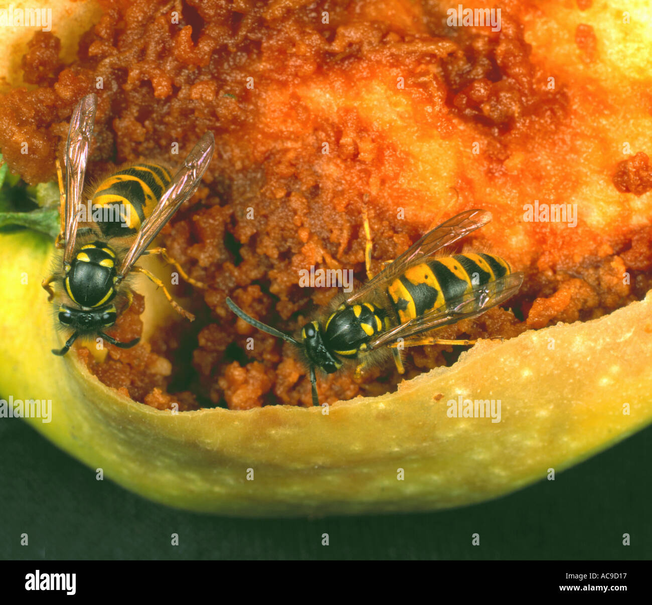 European wasps Vespula vulgaris feeding on fallen rotten apple fruit Stock Photo