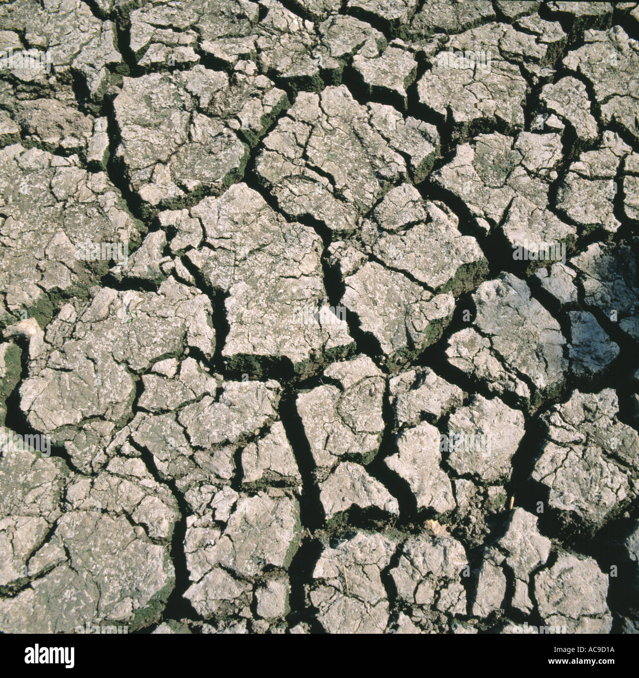 Dry and cracked soil drying out in a severe drought Stock Photo