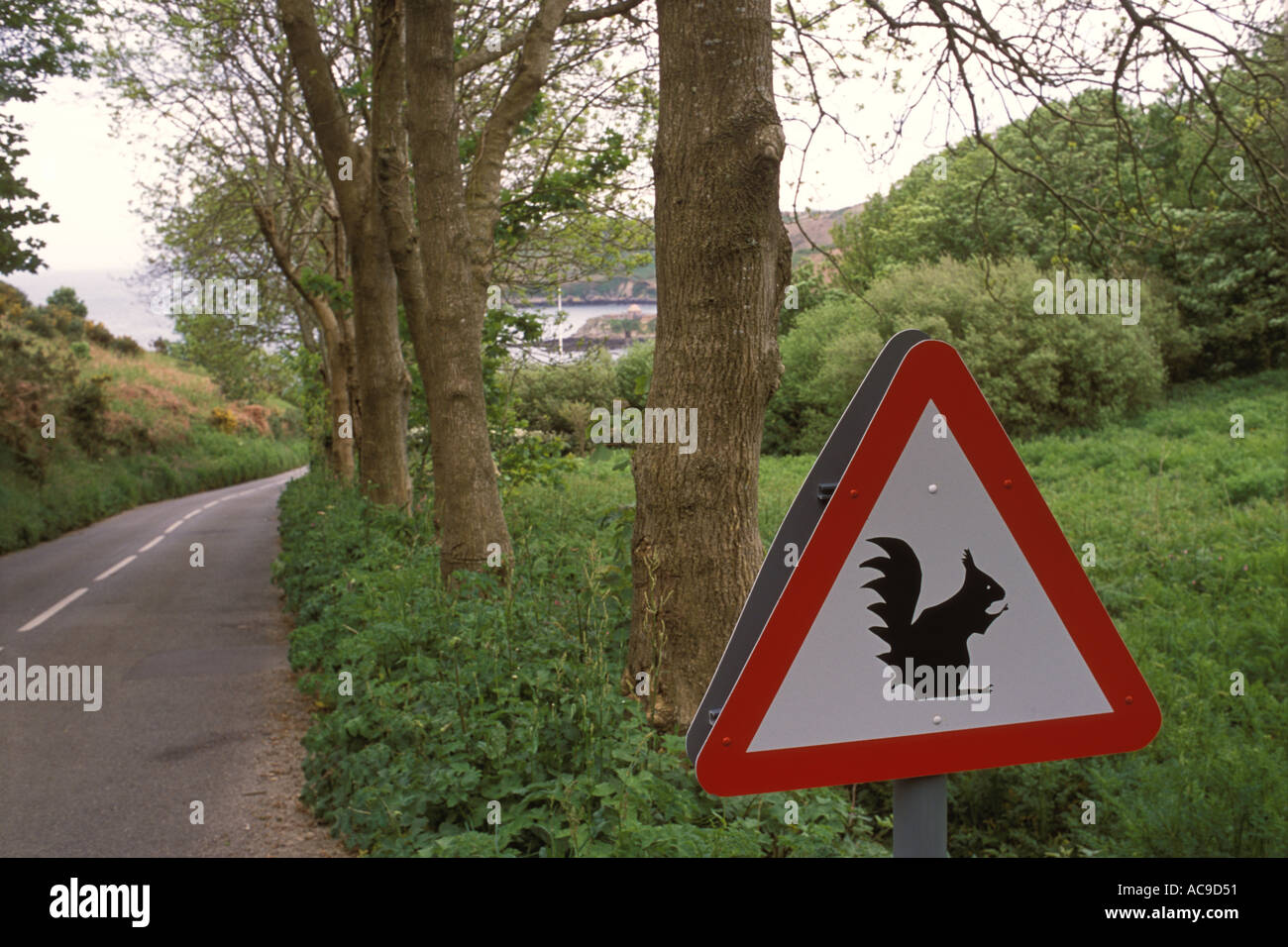 Beware of red squirrels on the road to Rosel Jersey the Channel Islands UK  2000s HOMER SYKES Stock Photo - Alamy