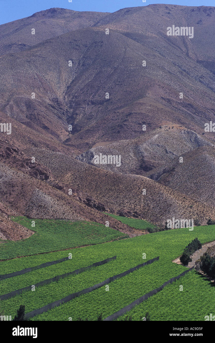 Pisco Elqui Chile. Muscatel grapes village vineyard high up in the Andes. The grapes are used to make Pisco Sour. South America 2000s 2000 HOMER SYKES Stock Photo