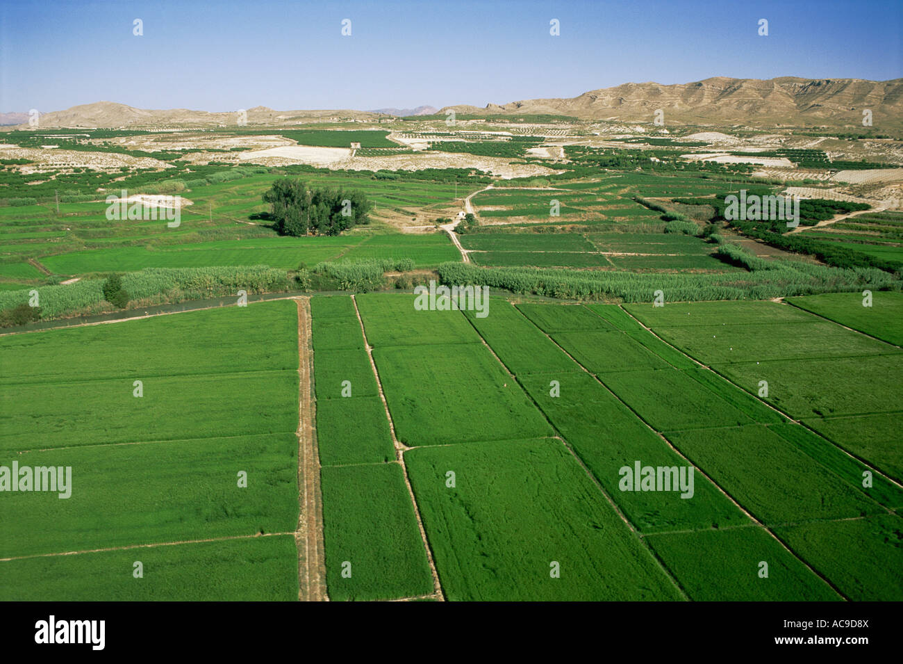 Aerial view of rice fields Calasparra Segura river Murcia Spain Stock