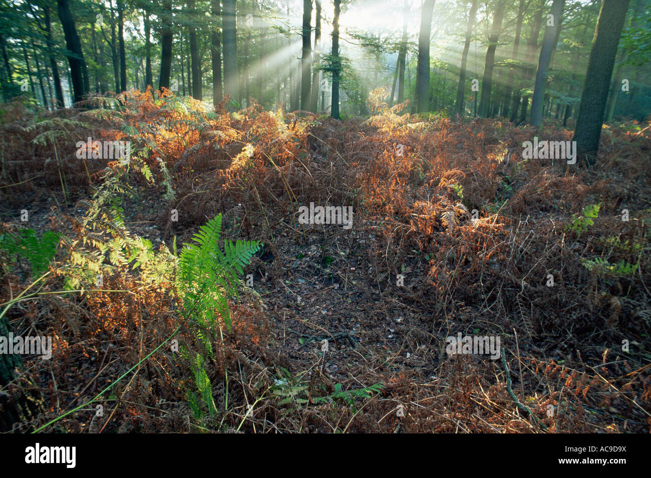Rays of sunlight in Beech woodland Brasschaat Belgium Stock Photo - Alamy