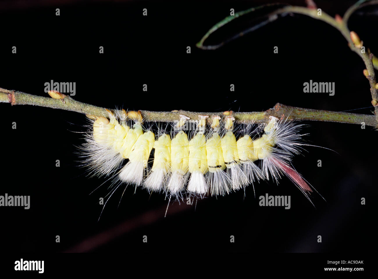 Pale tussock moth caterpillar Dasychira pudibunda Muniellos Asturias Spain Stock Photo