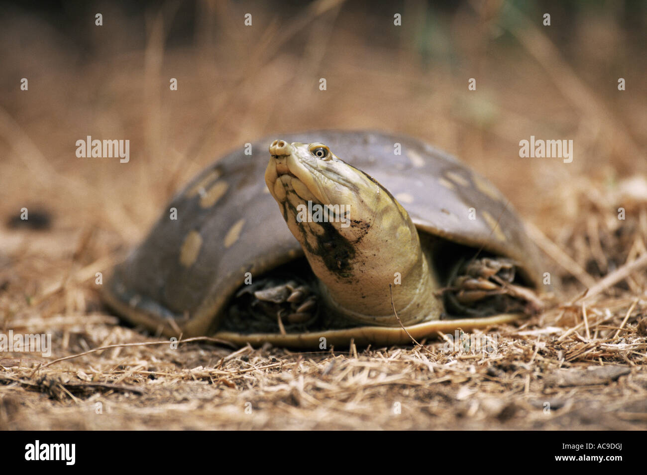 Indian flapshell turtle Lissemys punctata Keoladeo Ghana NP Bharatpur Rajasthan India Stock Photo