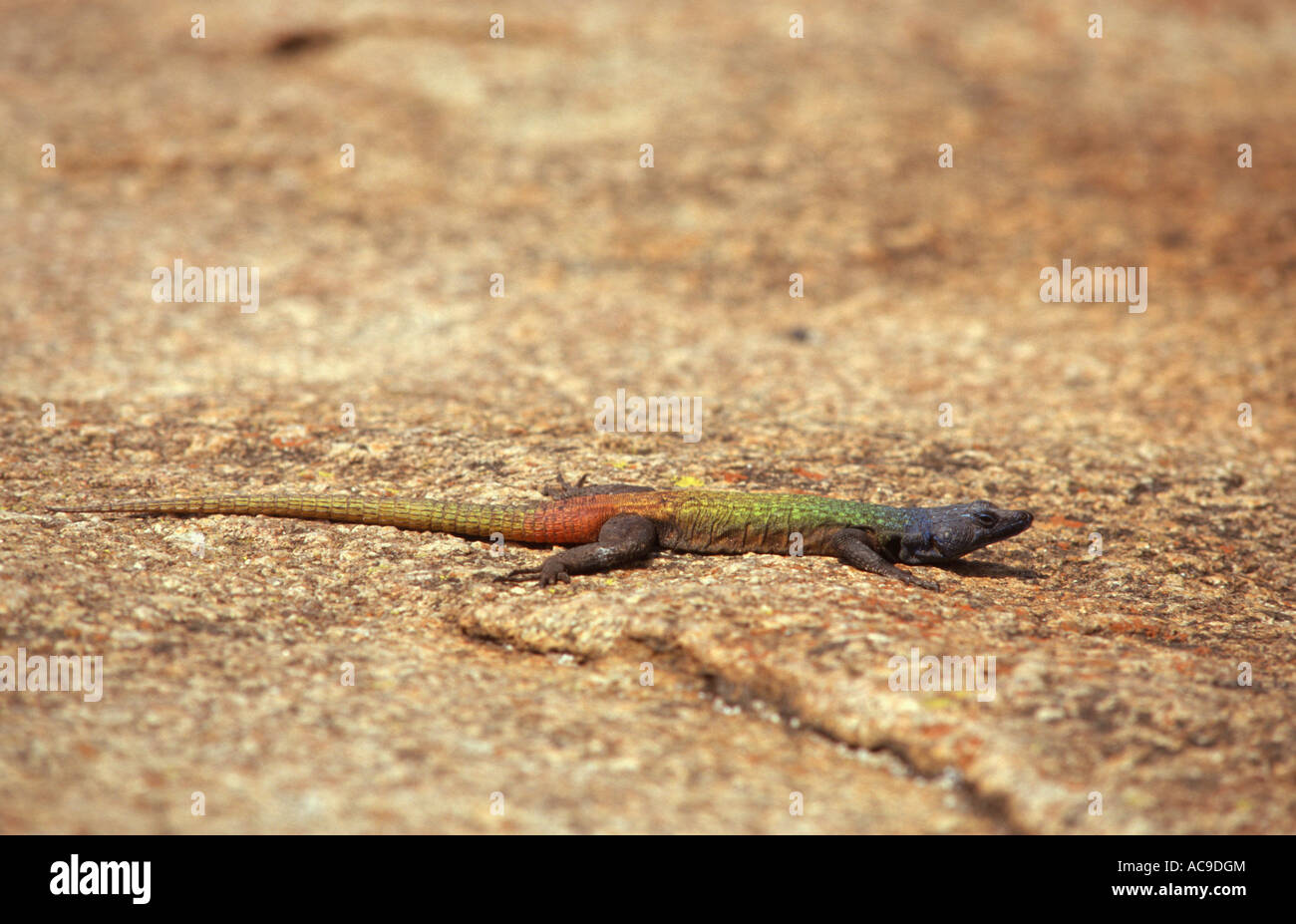 Multicoloured lizard Platysaurus sp Matobe NP Zimbabwe Stock Photo