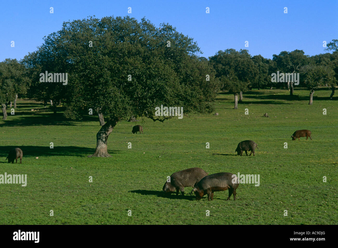 Black domestic pigs Sus scrofa domestica grazing in Olive grove Extremedura Spain Stock Photo