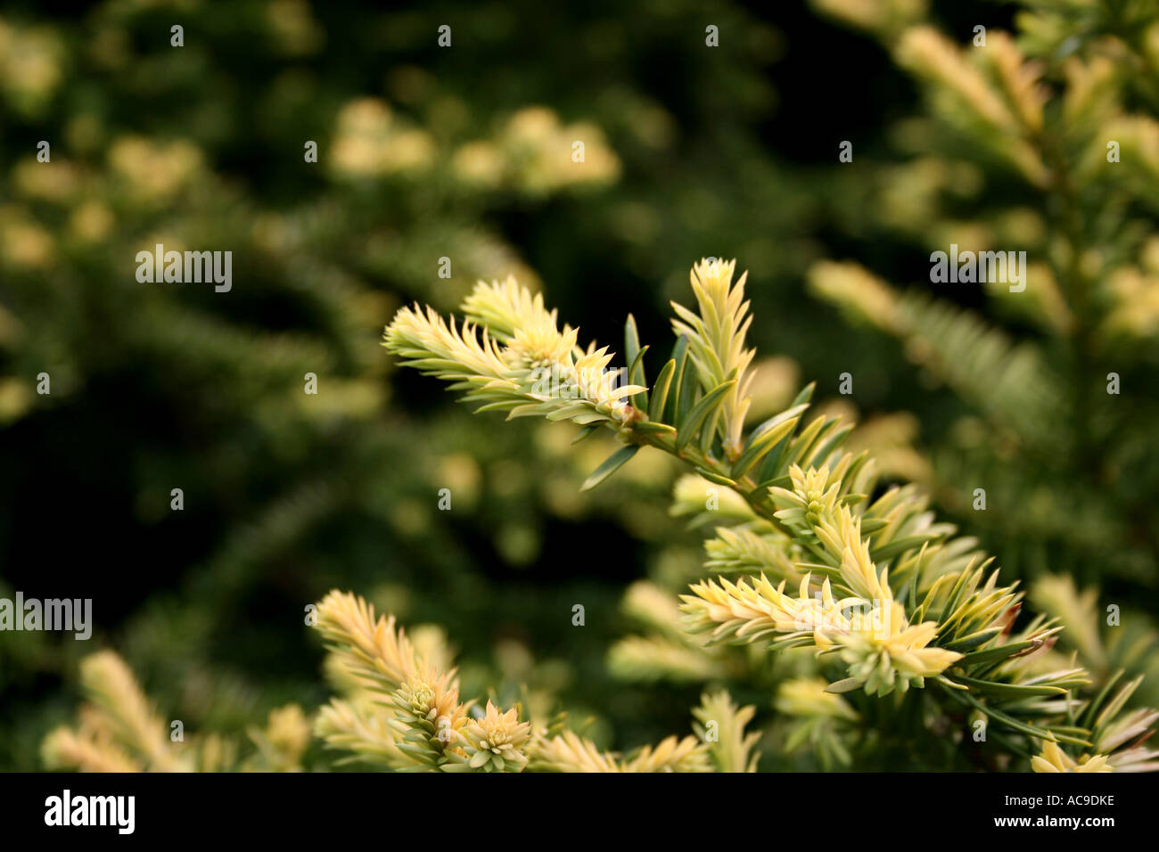 New growth on Douglas fir with characteristic cones Stock Photo Alamy