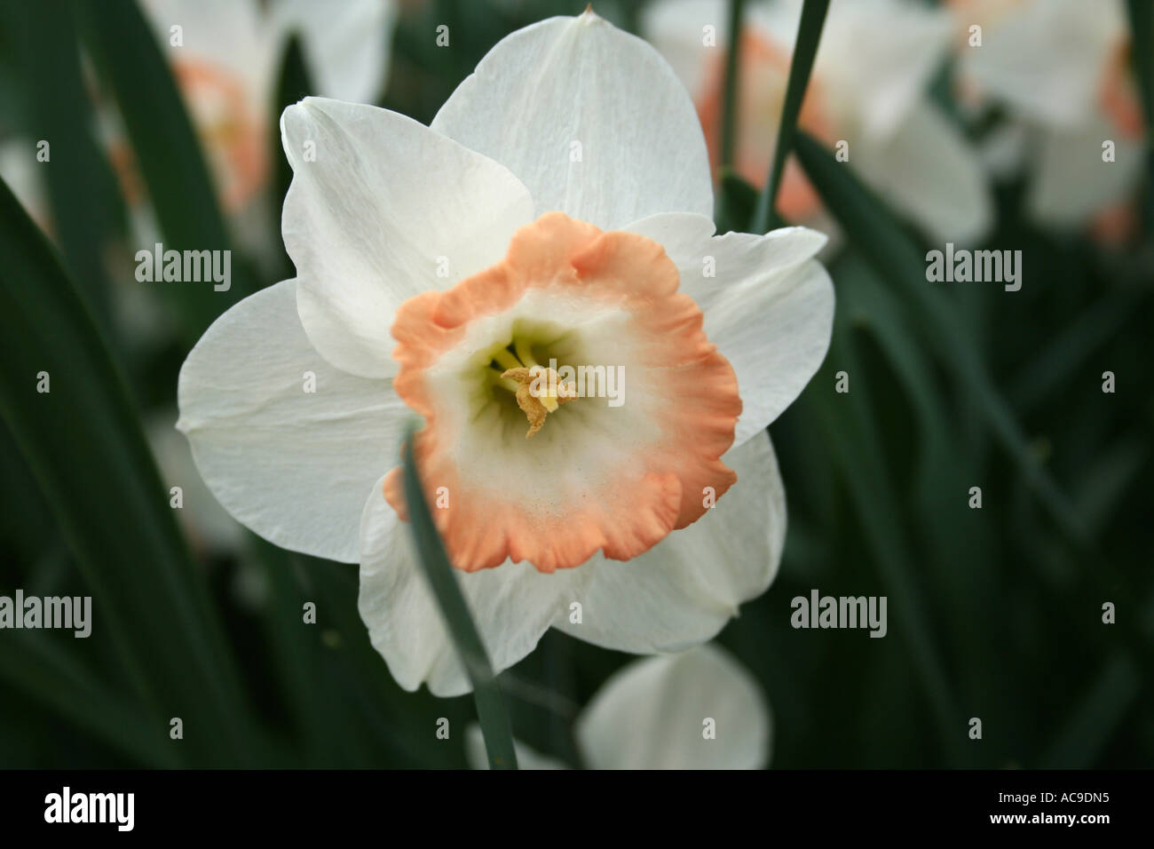 Elegant white daffodils with orange centers flourishing in spring Stock