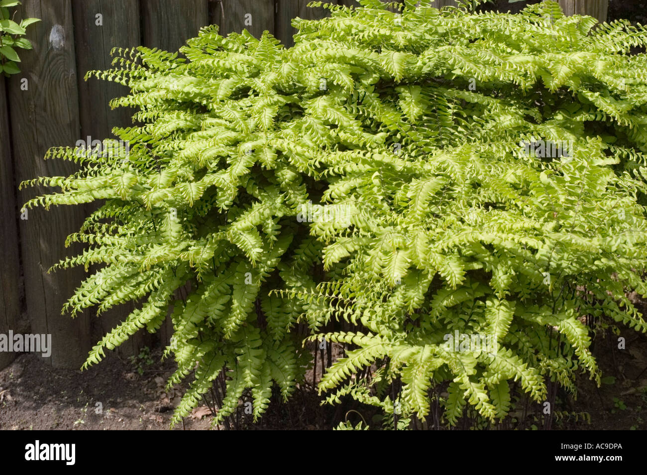 Green leaves of Maidenhair fern Adiantaceae Adiantum pedatum Imbricatum Stock Photo