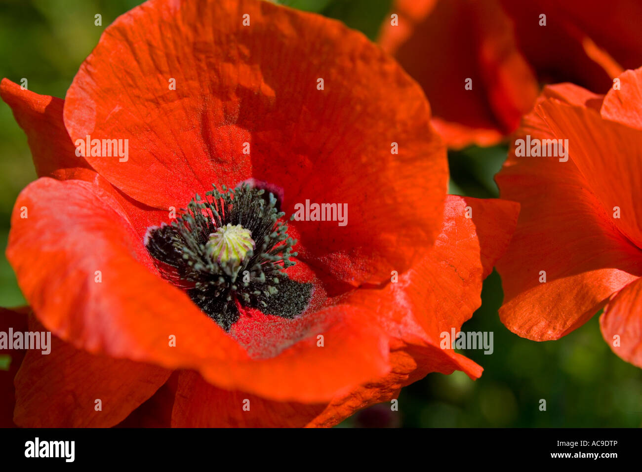 Poppy Close Red Poppies close up Papaver rhoeas Stock Photo - Alamy