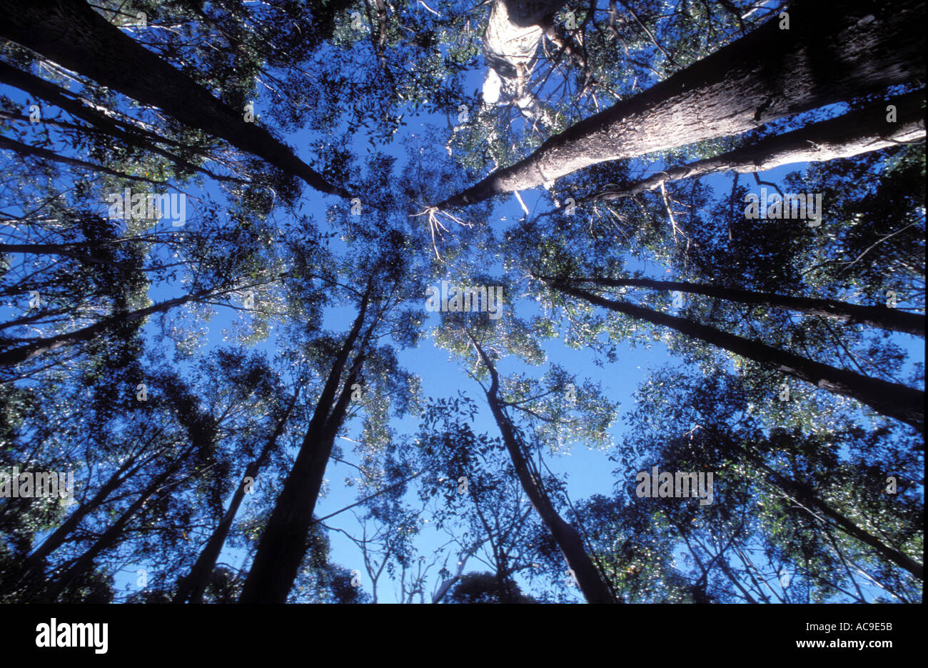 Tall gum trees, looking up photo by Bruce Miller Stock Photo Alamy
