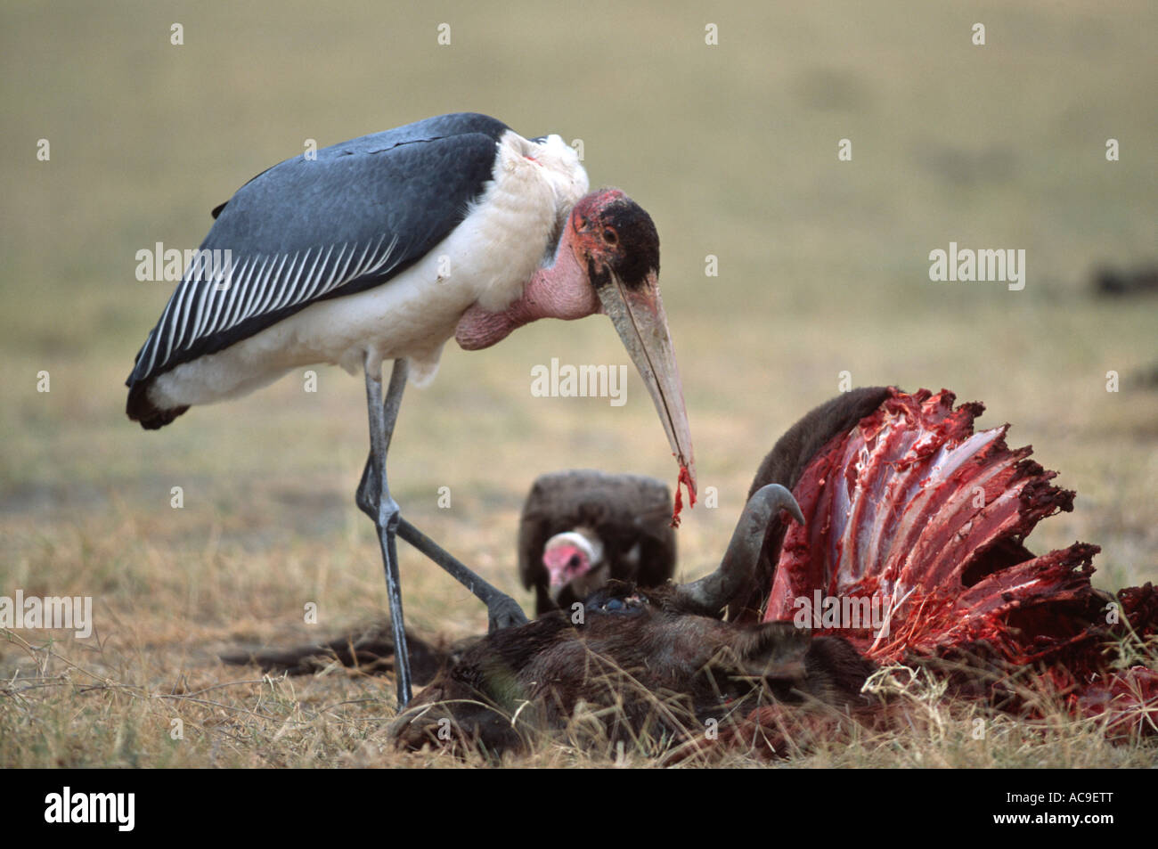 Marabou stork feeds on wildebeest carcass Leptoptilos crumeniferus Tanzania  Stock Photo - Alamy