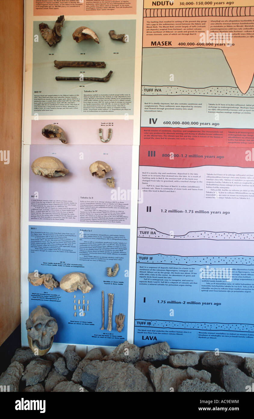 These Olduvai stone chopping tools on display in the Olduvai Gorge Museum  are one of the oldest humanly made objects. The Olduvai Gorge is one of the  Stock Photo - Alamy