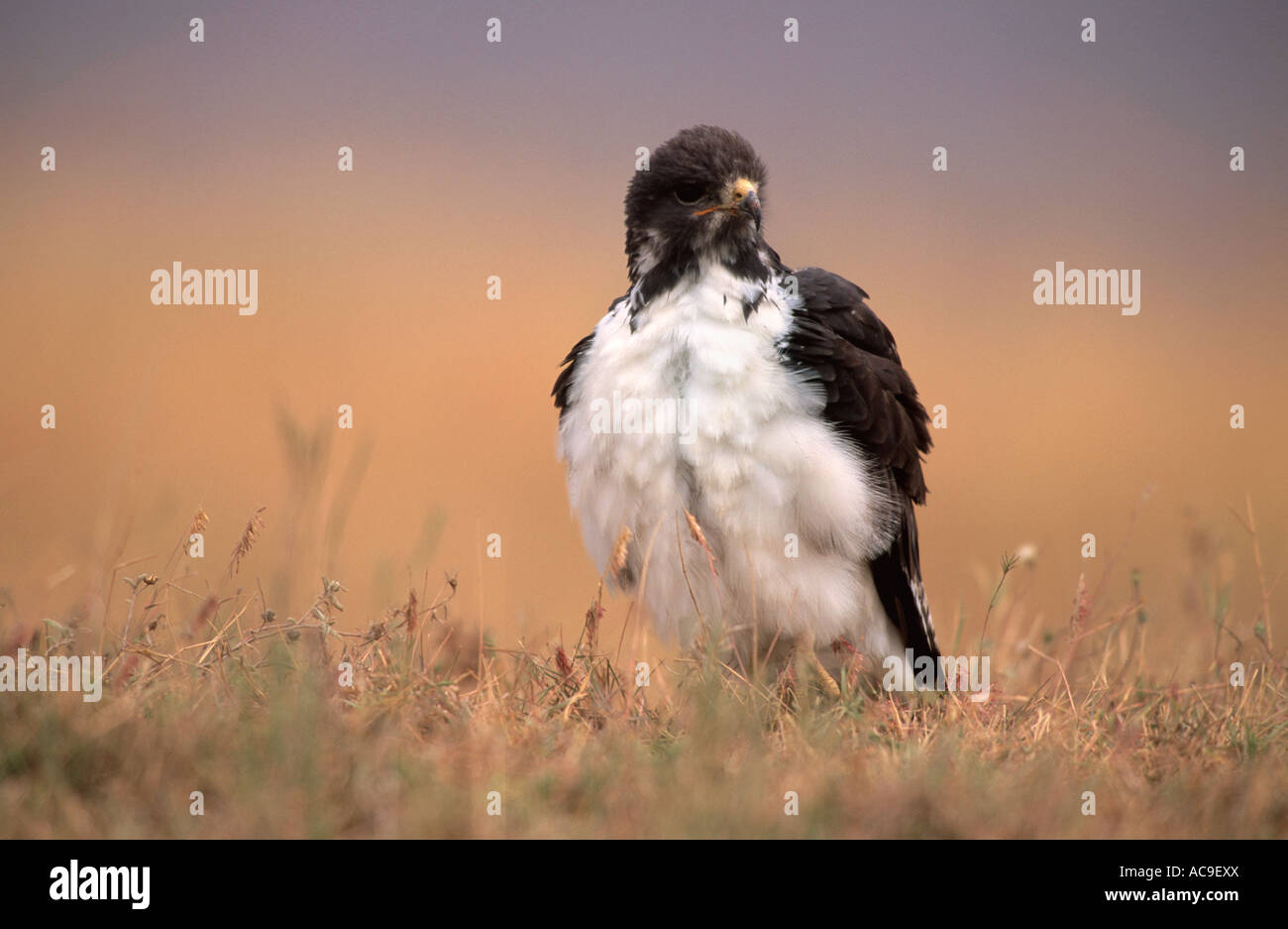 Augur buzzard Buteo rufofuscus Tanzania Stock Photo