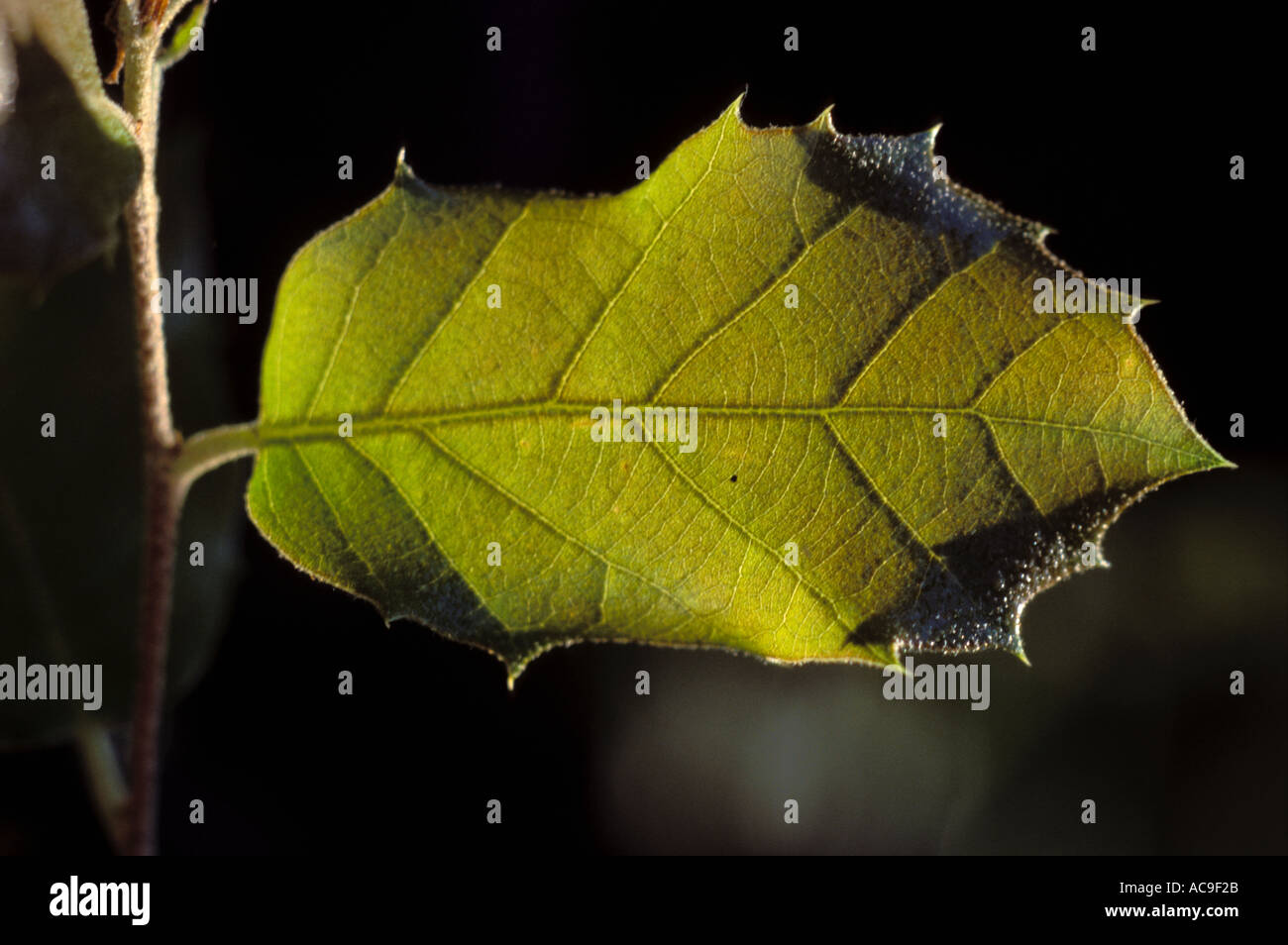 One oak leaf hi-res stock photography and images - Alamy