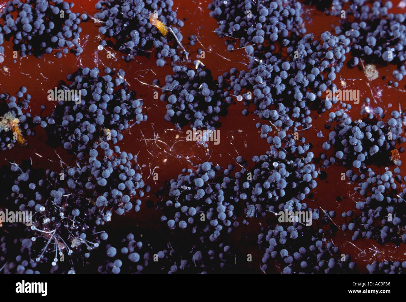 Botrytis cinerea mold hi-res stock photography and images - Alamy
