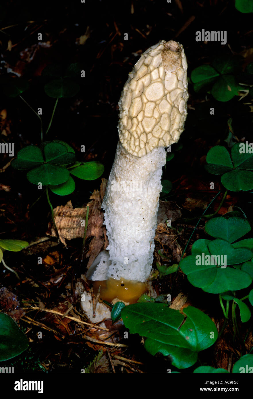 Common Stinkhorn Fungus, Phallus impudicus. Fruiting body on forest ground Stock Photo