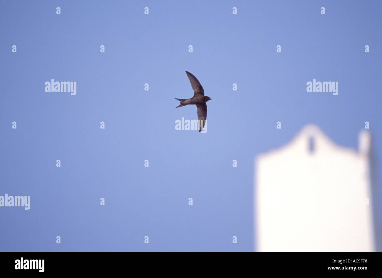 Swift in flight hi-res stock photography and images - Alamy