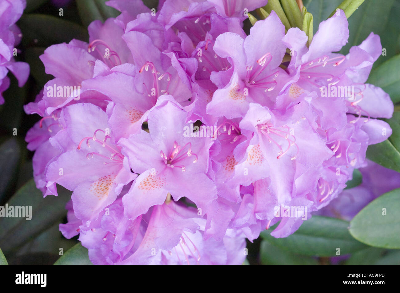 Light violet azalea Ericaceae Rhododendron smirnowii Caucasian range Asia Stock Photo