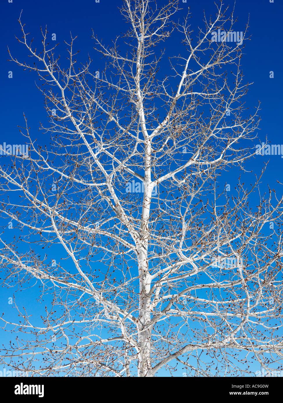 Tree against blue sky background Stock Photo - Alamy