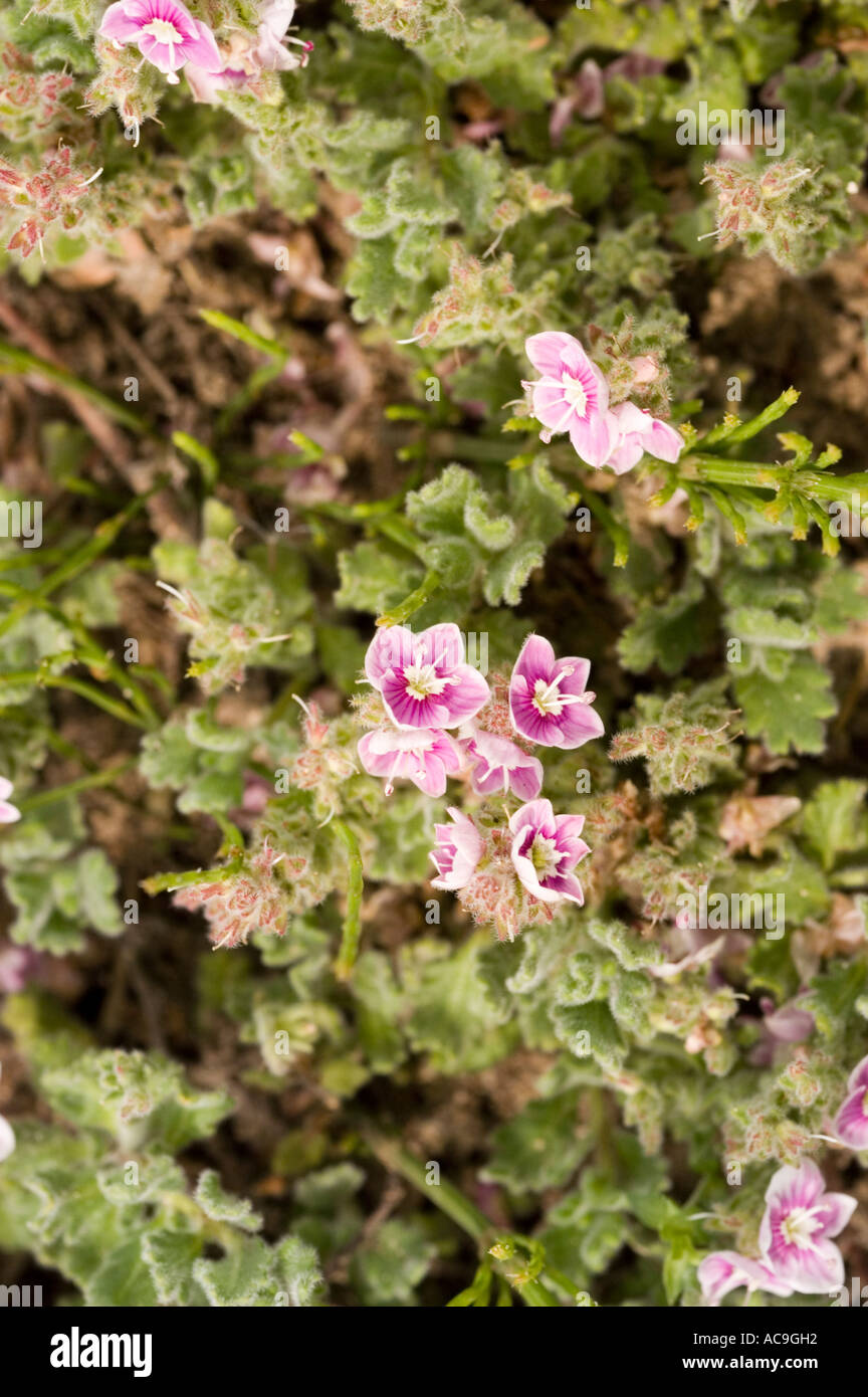Pink violet flowers of Scrophulariaceae Veronica Surculosa Asia Stock Photo