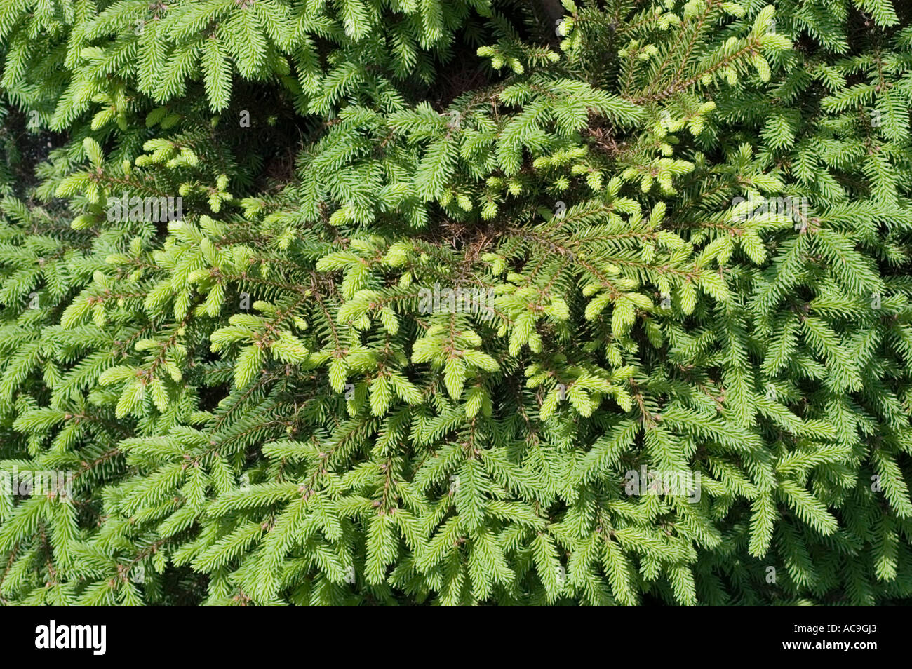 Spruce Pinaceae Picea abies Procumbens Stock Photo