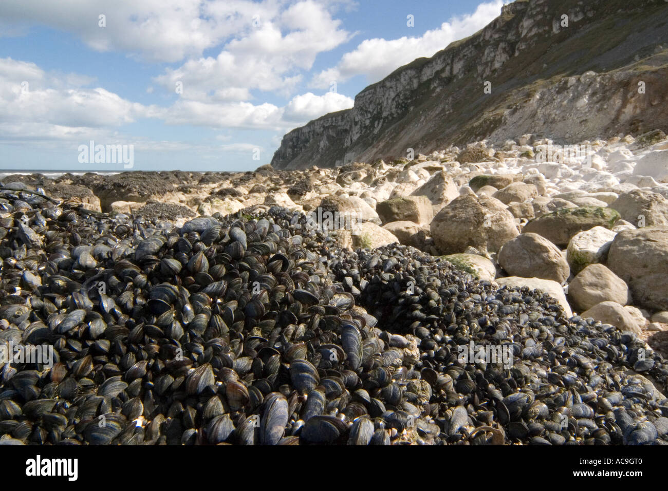 Mussel Bed, Speeton Bay, East Yorkshire Coast Stock Photo Alamy