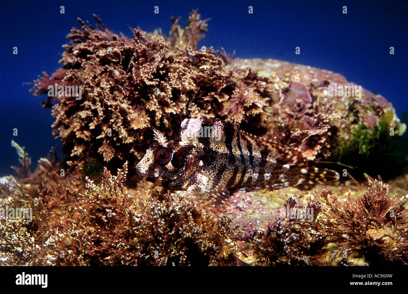 Tompot blenny camouflaged on seabed Blennius gattorugine Mediterranean Stock Photo