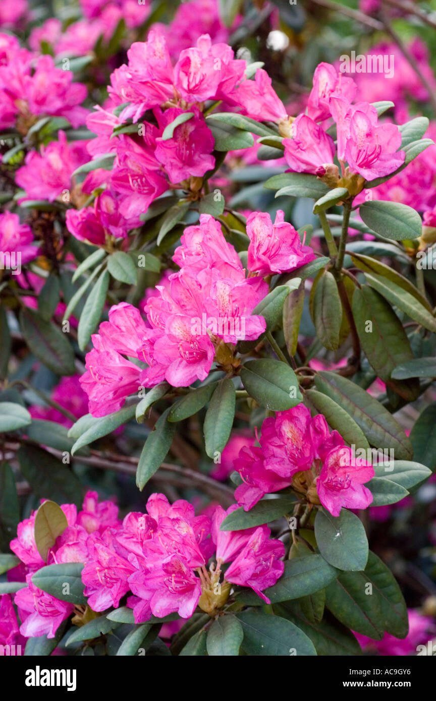 Rhododendron flower pink red hi-res stock photography and images - Page 10  - Alamy