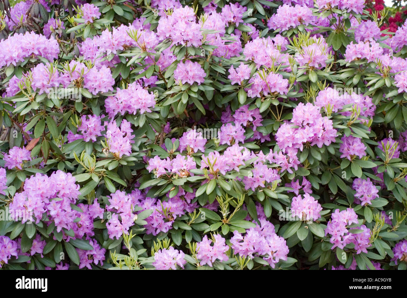 Light violet Rhododendron smirnowii flowers, Ericaceae family. Smirnow's  rhododendron native to the Caucasian range, Asia Stock Photo - Alamy