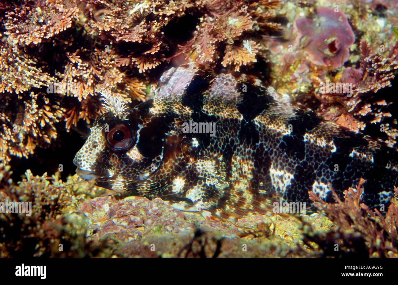 Tompot blenny camouflaged on seabed Blennius gattorugine Mediterranean Stock Photo
