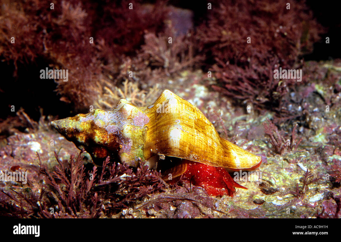 Mediterranean tulip shell snail on seabed Fasciolaria lignaria