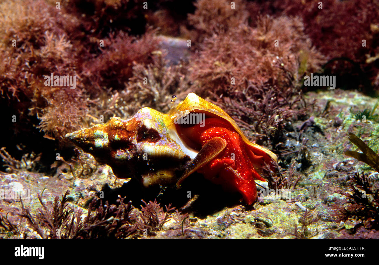 Mediterranean tulip shell snail on seabed Fasciolaria lignaria