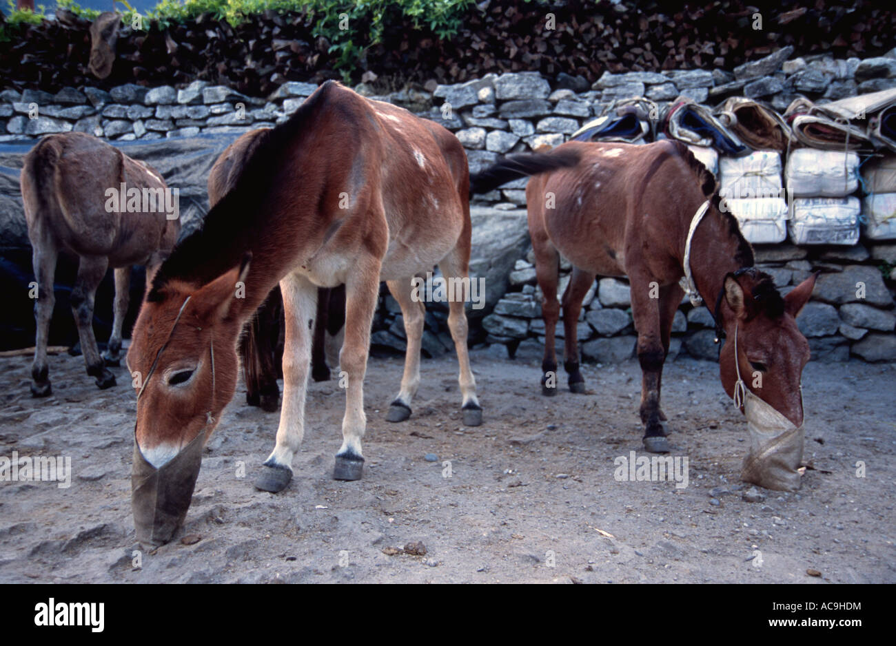 mules mustang