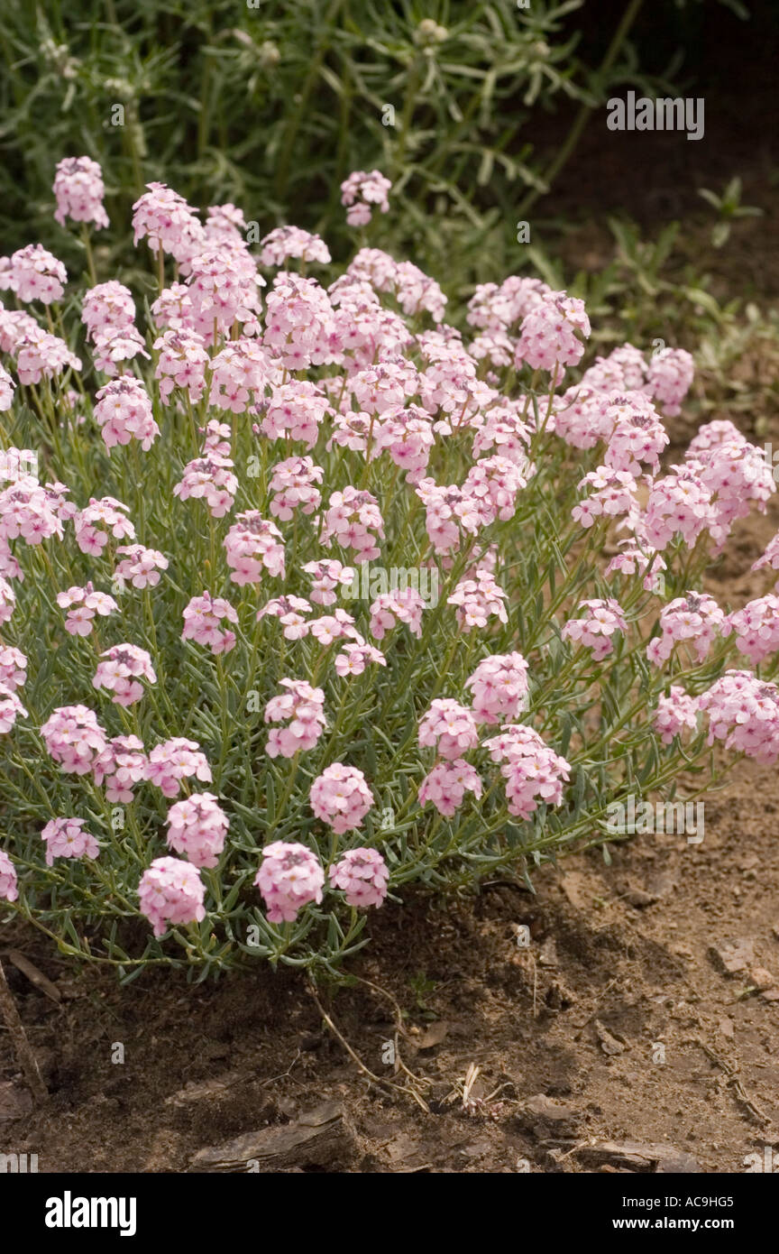 Plenty of pink flowers of Stone Cress or Mustard Brassicaceae Aethionema grandiflorum Asia Stock Photo
