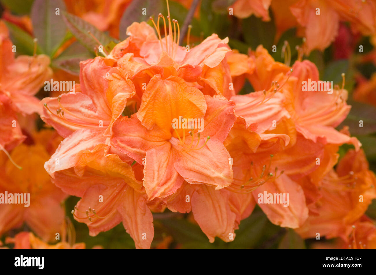 Flowers close up of orange azalea Ericaceae Rhododendron Dr M Oosthoek Stock Photo