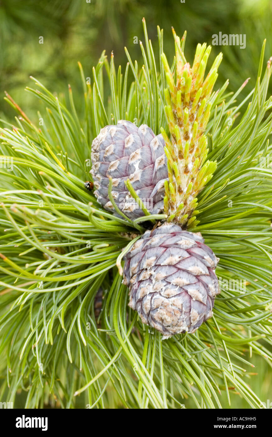 Cones of stone pine or alpine stone pine or Siberian stone pine or limba Pinus cembra Stock Photo