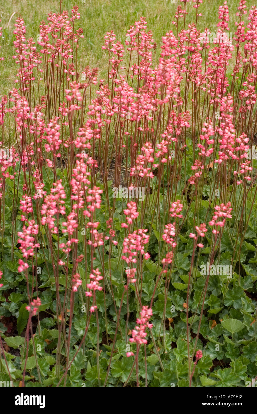 Pink flowers of Sexifragaceae Heuchera x Brizoides Titania Stock Photo