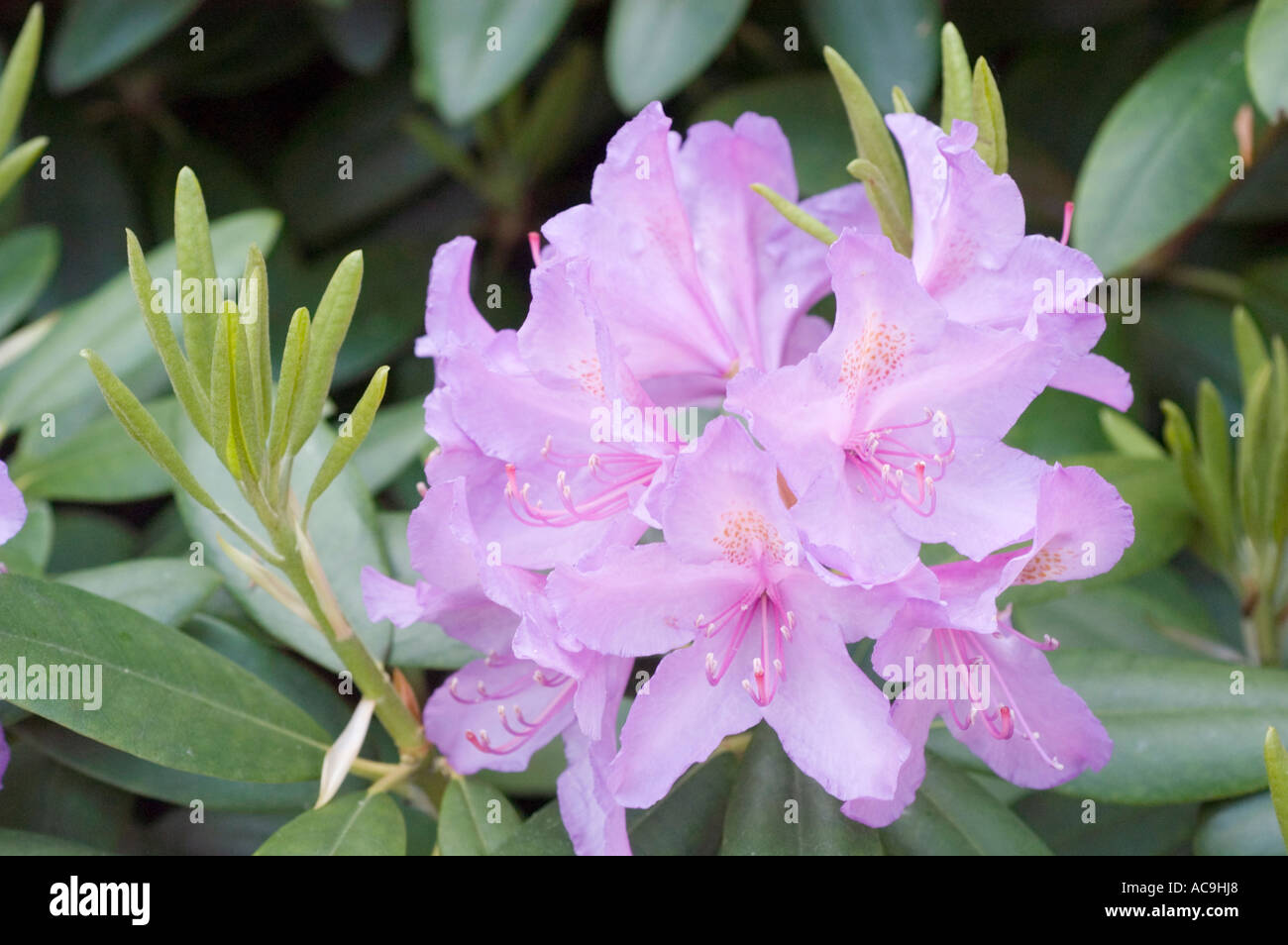 Light violet azalea Ericaceae Rhododendron smirnowii Caucasian range Asia Stock Photo