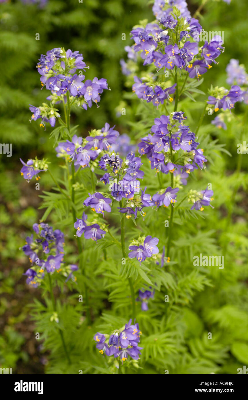 Blue flowers of medicinal plant Jacob s ladder Polemoniaceae Polemonium caeruleum Europe Asia America Stock Photo