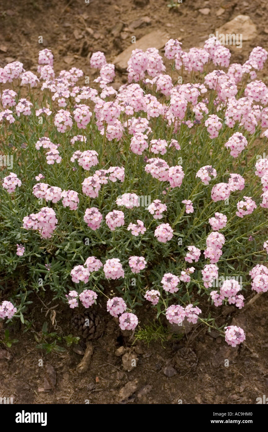 Plenty of pink flowers of Stone Cress or Mustard Brassicaceae Aethionema grandiflorum Asia Stock Photo