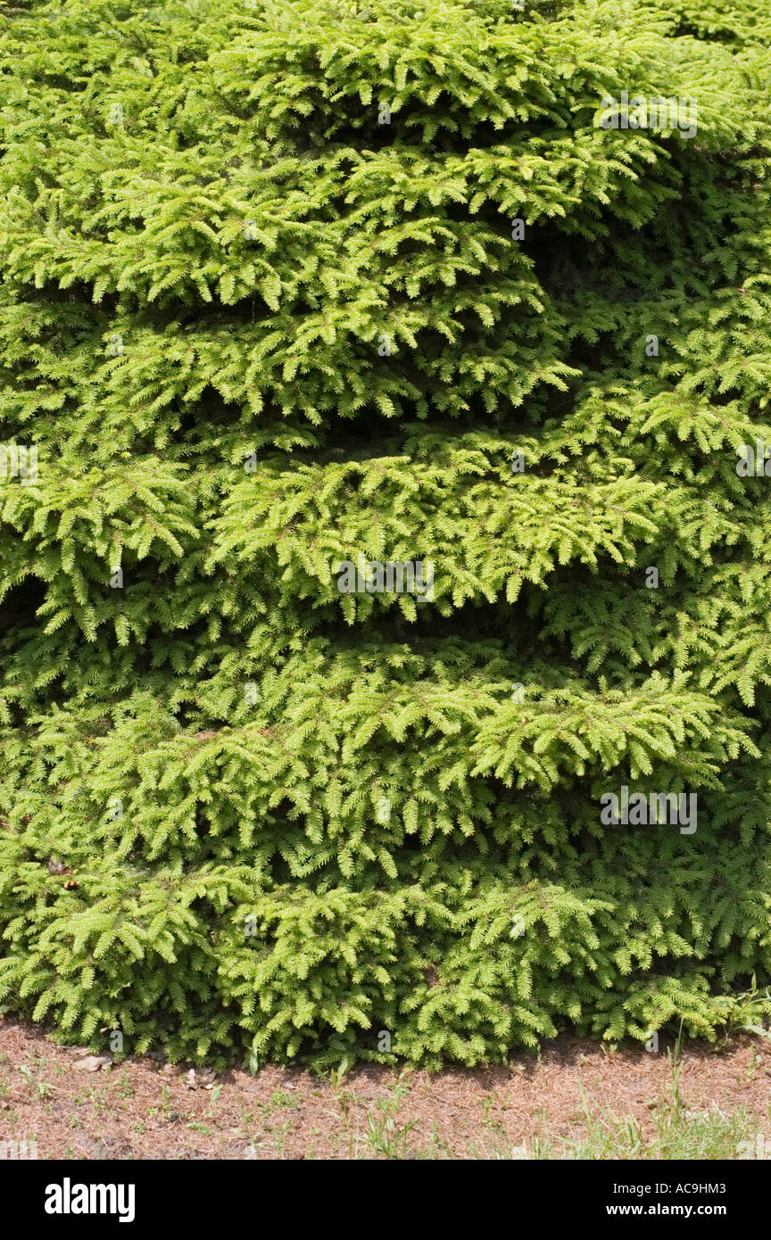 Spruce Pinaceae Picea abies Nidiformis Stock Photo